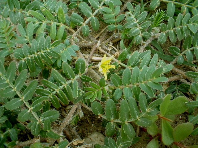 Tribulus terrestris / Tribolo comune